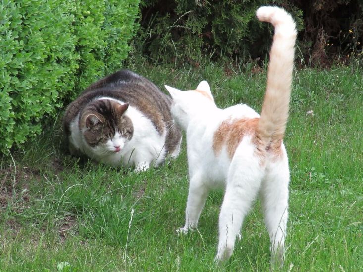 Stalker Russ streckt der deutschen Streamerin die Zunge raus.