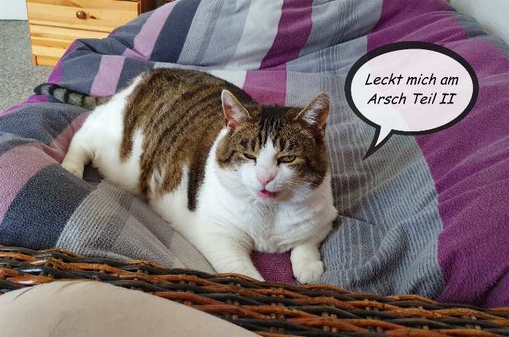 Stalker Russ geht nicht mehr gerne raus, denn die Menschen sind ihm ein Graus.