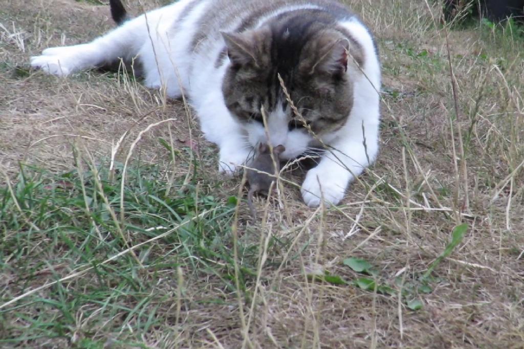 Russ bewundert die schönen Augen der deutschen Streamerin Lisamaus.