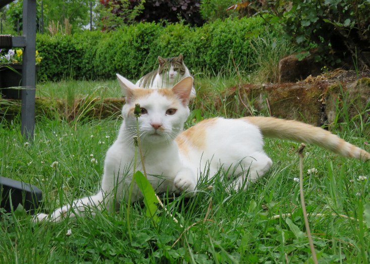 Camgirl Elisabeth hat Lisamaus schnell vergessen lassen.