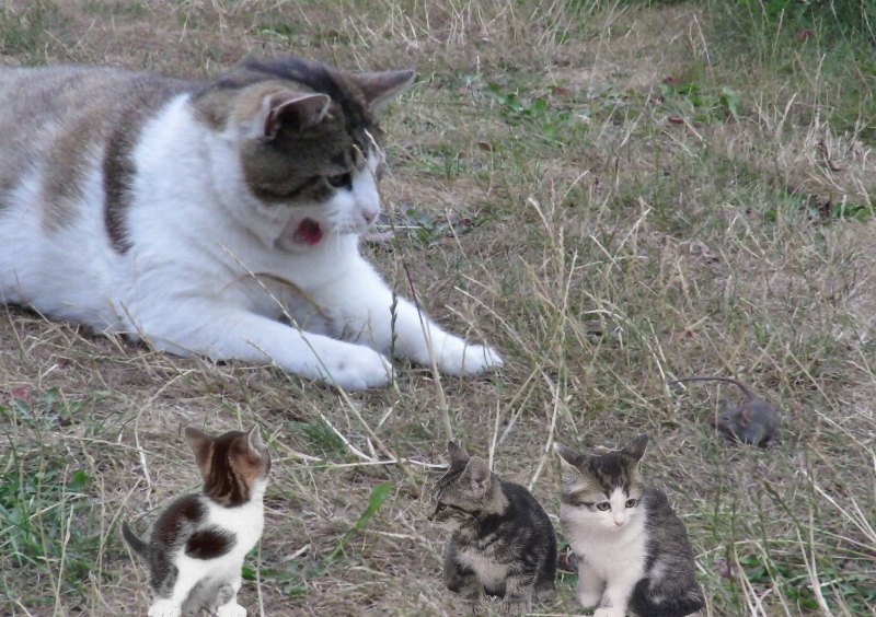 Streamerin Lisamaus und die freie Liebe