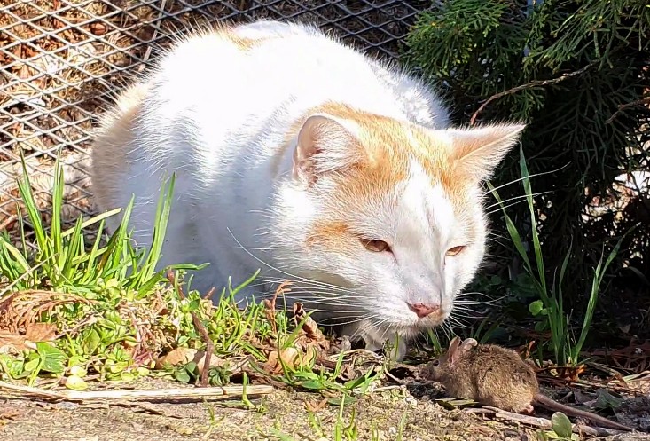 Streamerin Elsa verwechselt Fritz mit Lisamaus.