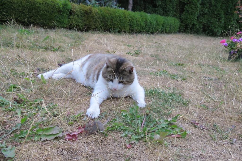 Ist der Arsch zu groß, ist Streamerin Lisamaus zu klein.