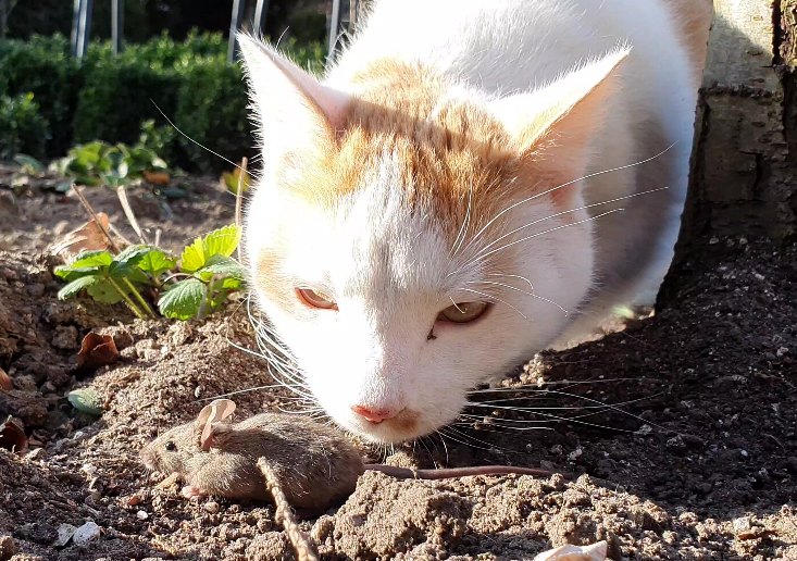 Femme fatale Elsa ist die härtere Lisamaus!