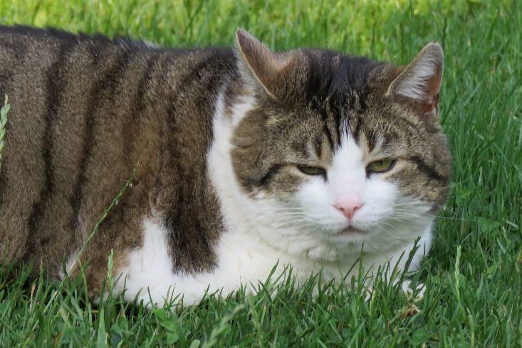 Kater Russ hat ein schweres Schicksal