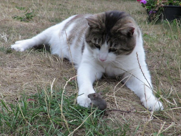 Lisamaus hätte gerne keinen Stalker mit Hebebühne.