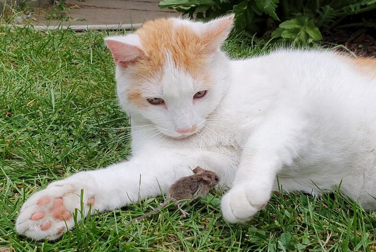 Streamerin Elsa nährt einen Hater an ihrem Busen