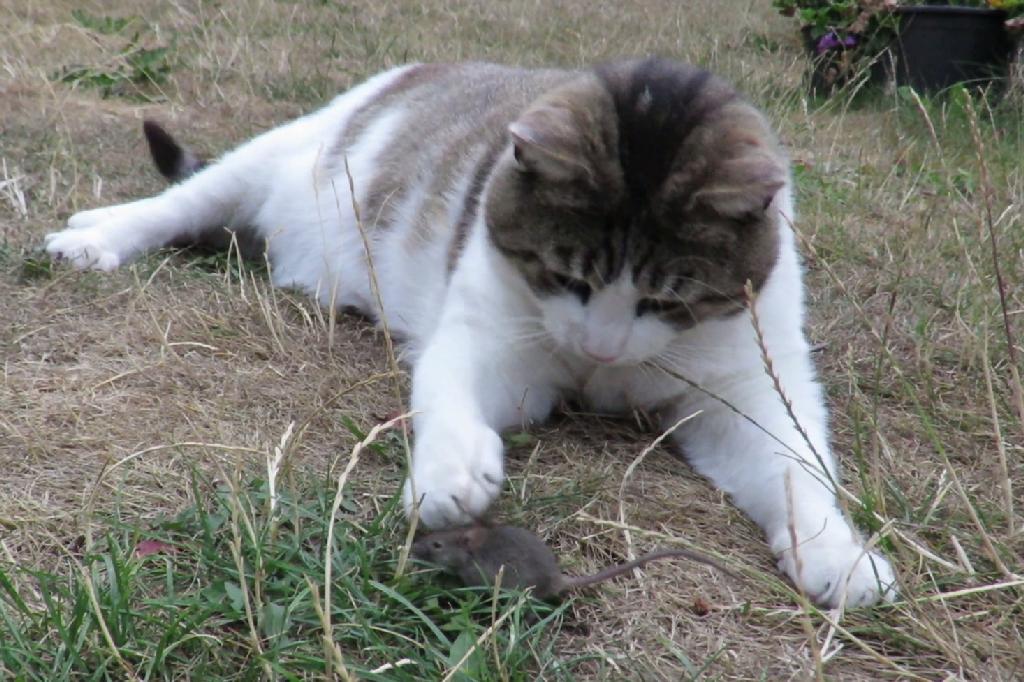 Russ möchte mit Lisamaus was schönes spielen.