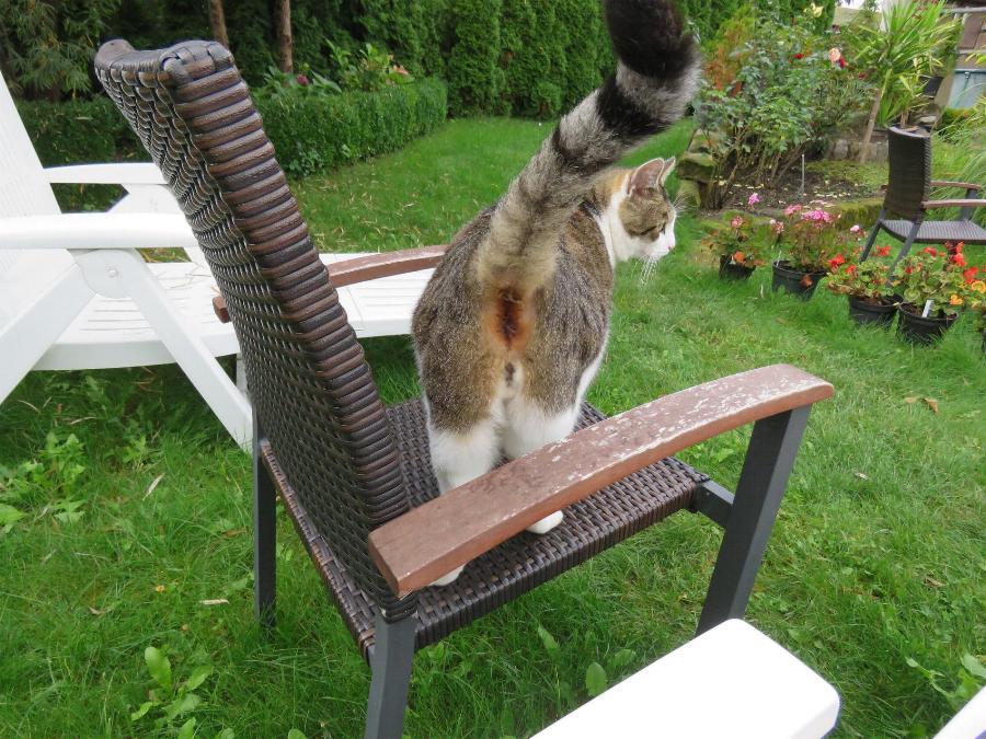 Stalker Russ zeigt Streamerin Lisamaus seine Nutella-Seite.