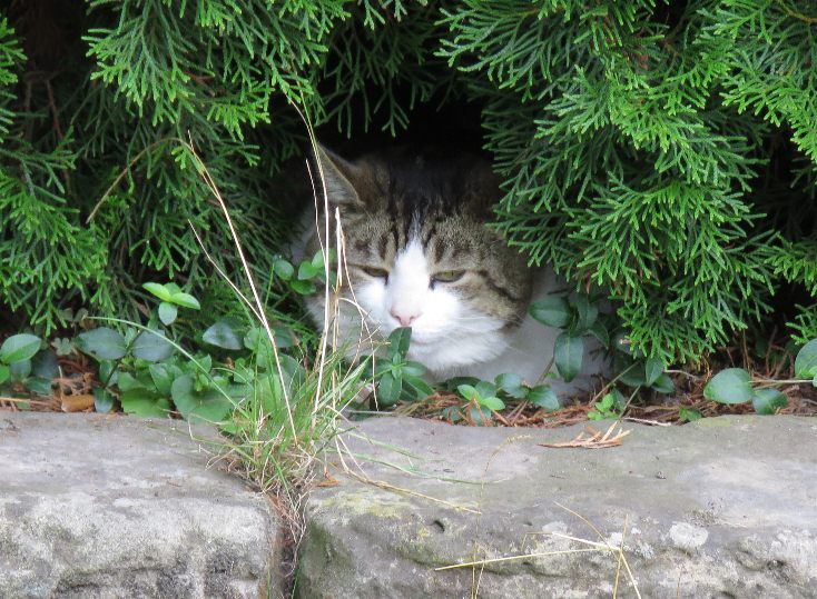 Stalker Russ versteckt sich in der Thujahecke vor der bösen Streamerin.