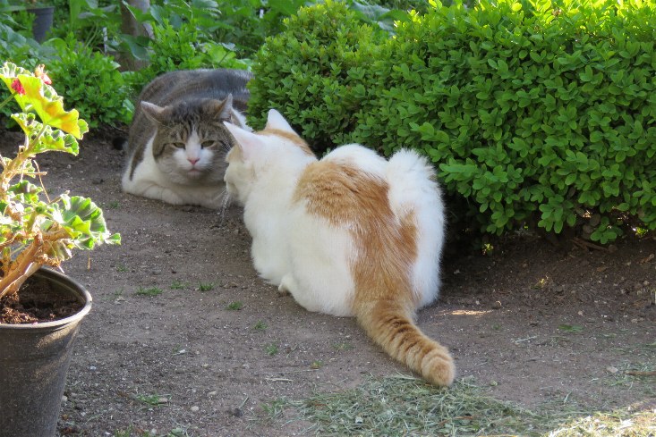 Der Stalker und die Streamerin haben ein Bündnis geschlossen.