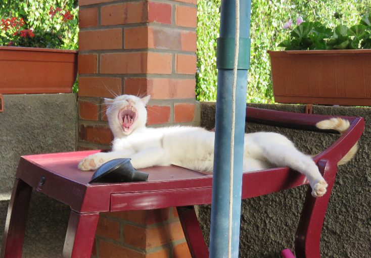 Streamerin Elsa rekelt sich nackt und großmaulig auf dem Tisch.