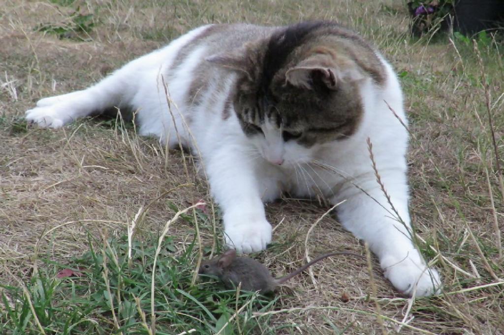 Russ bewundert das Tattoo der der Streamerin Lisamaus.