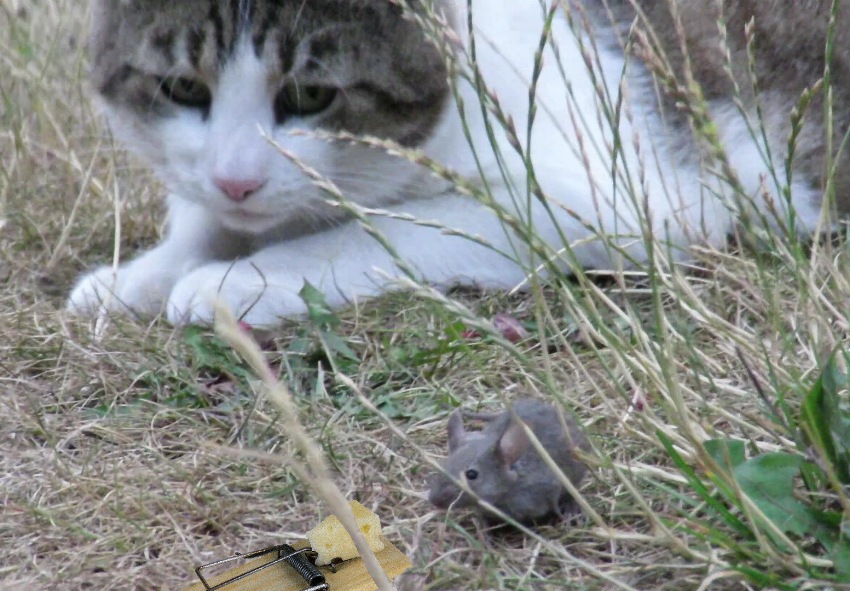 Mit Speck fängt man Streamerin Lisamaus