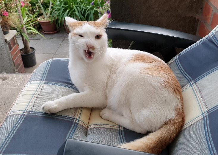 Camgirl Elsa möchte besser sein als Streamerin Lisamaus