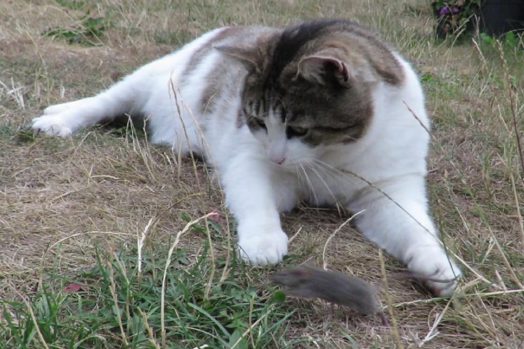 Lisamaus hebt ab nach Madeira.